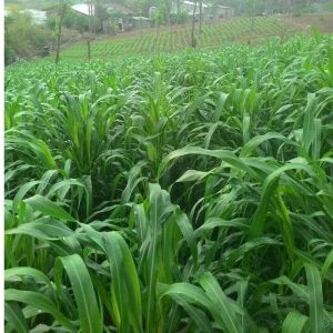 Hạt giống cỏ Sudan Super BMR -1KG- Cỏ Ngô- Hạt Cỏ Chăn Nuôi Gia Súc-nãy mầm đều