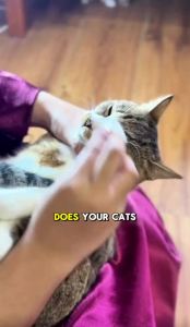 Somaee Dory Super Premium Natural Baked Cat Dry Food 低温烘培新鲜猫粮 (2kg)