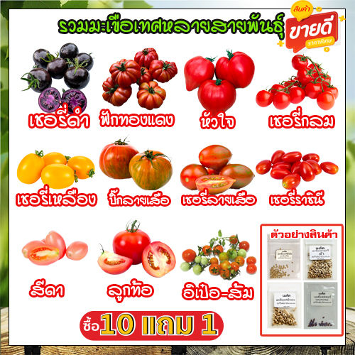เมล็ดพันธุ์มะเขือเทศทุกสายพันธุ์ โตไว
