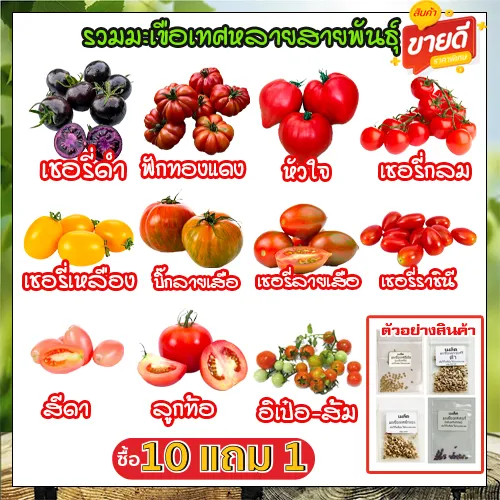 เมล็ดพันธุ์มะเขือเทศ โตไว อัตรางอกสูง