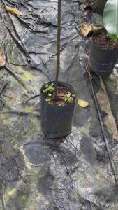 ต้นจำปาดะสายน้ำผึ้งเสียบยอดแล้ว