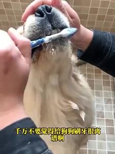 clear  Toothpaste (120ML)  For Dog ＆Cat Fresh Breath Oral Health Care Edible Cleaning Toothpaste  Dental Care