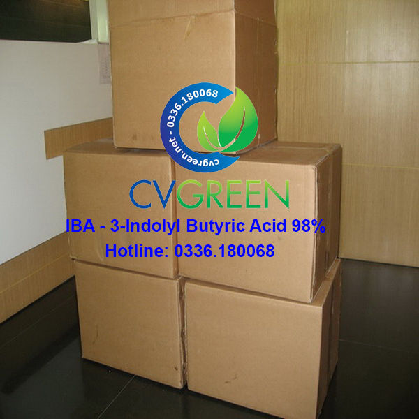 %5BHCM%5DSi%C3%AAu%20ra%20r%E1%BB%85%20IBA%2098%25%20(k%C3%ADch%20r%E1%BB%85%20k%C3%ADch%20ch%E1%BB%93i%20kh%C3%B4ng%20tan%20trong%20n%C6%B0%E1%BB%9Bc)%20g%C3%B3i%2050g%20-%20Image%202