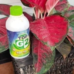 Pupuk organik cair TOP G2.