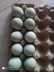 MAKANAN SIAP SANTAP //TELUR ASIN JUMBO DAN SEDANG+BONUS TERASI 1 PACK