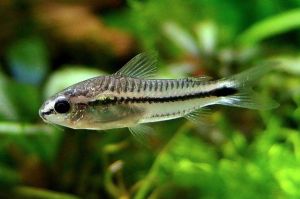 Corydoras pygmy | corydoras pygmaeus | Live animal