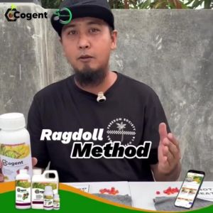 COGENT Bio Stimulant Fertilizer (500ml) for Rice crops – Boost Yield Green Leaves Strong Stalks