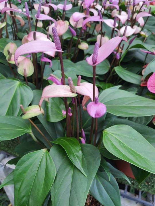 ดอกหน้าวัวสีม่วง Flamingo flowerดอกเล็ก จัดส่งพร้อมกระถางชำ8นิ้วดอกไม้ ...