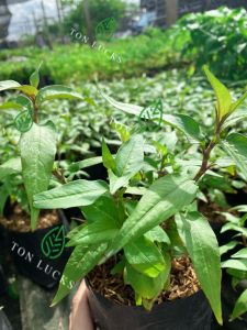 ผักแพว Vietnamese coriander สมุนไพร