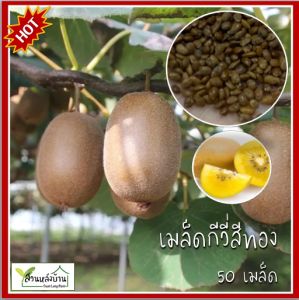 50 เมล็ด กีวีสีทอง กีวีสีเหลือง กีวี หรือ กีวีฟรุต (Kiwifruit) กีวี่ กีวีฟรุต เมล็ดกีวี เมล็ดกีวี่ เมล็ดกีวีฟรุต เมล็ดกีวี่ฟรุต