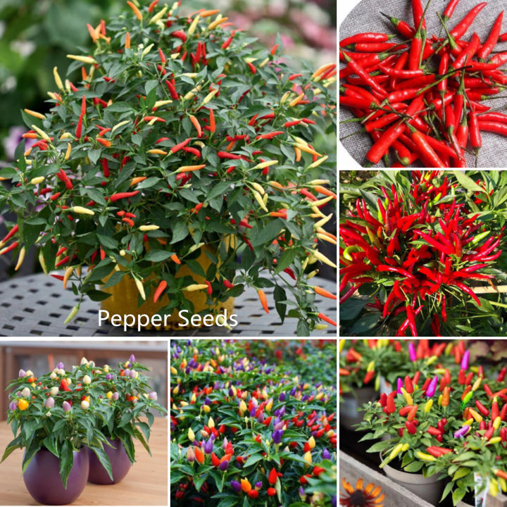 Yellow Sunrise Hot Pepper Seeds – 10 Seeds – Lemon Aromatic – Rare Capsicum – BmoreSpicy.com