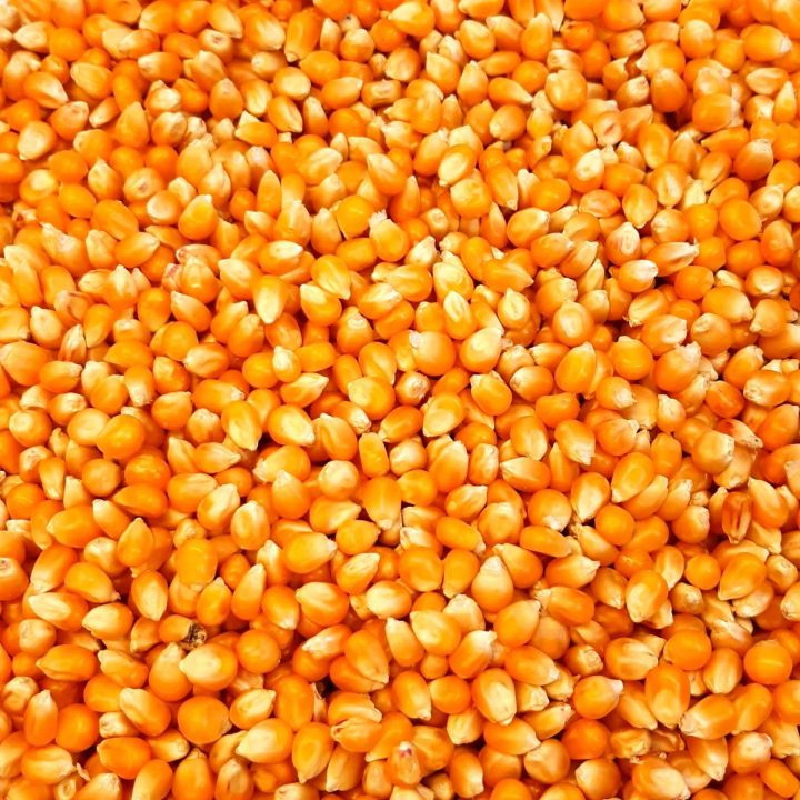 Popcorn Kernels, Uncooked 100 grams Lazada PH