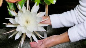 arwaka queen of the night cuttings