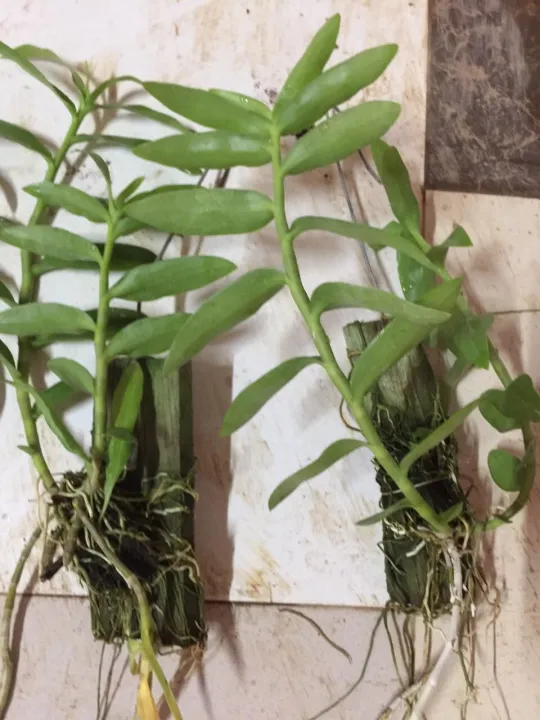 B%E1%BA%A3ng%20PHI%20%C4%90I%E1%BB%86P%205%20C%C3%A1nh%20Tr%E1%BA%AFng%20H%C3%80NG%20GIEO%20H%E1%BA%A0T%20TUY%C3%8AN%20QUANG%20-%20H%C3%80NG%20NGUY%C3%8AN%20H%C3%8CNH%20+%20T%E1%BA%B7ng%202%20C%C3%A2y%20Qu%E1%BA%BF%20Gi%E1%BB%91ng%20-%20Image%204