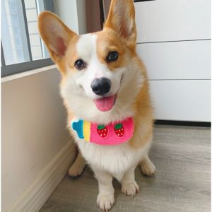 [สินค้าราคาพิเศษ] ปลอกคอหมา ปลอกคอแมว ผ้ากันเปื้อนแบบเชือก | CLAWSET.BKK