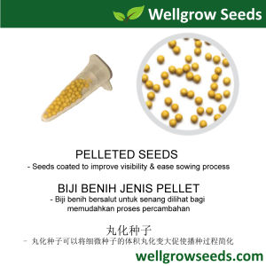 Wellgrow Seeds Petunia Pirouette Mix (10 sds) Flower Seeds - Grandiflora Double Petunia - Eye-Catching Bicolour Picotee Patterns