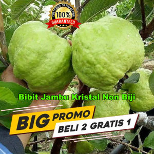 Bibit Jambu Kristal Cepat Berbuah Termurah