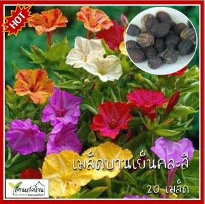 20 เมล็ด บานเย็นคละสี เมล็ดบานเย็นคละสี เมล็ดพันธุ์บานเย็น เมล็ดบานเย็น ดอกสายฝน ดอกหุงข้าว จำยาม จันยาม บานเย็น