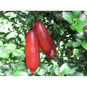 ( hàng siêu đẹp) Cây giống chanh ngón tay SIÊU QUẢ DÒNG QUẢ SỚM CAM KẾT CHUẨN GIỐNG F1