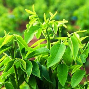 [ TOP BÁN CHẠY ] Hạt giống rau ngót gói 1 gram