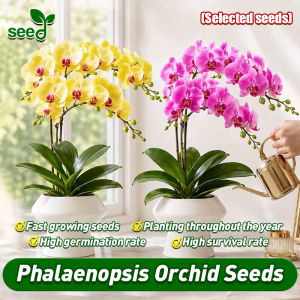 [Selected Seeds] 50pcs/pack Legit Colorful Phalaenopsis Orchid Seeds for Planting Flowers Mixed Flowering Plants Seeds Balcony Garden Potted Bonsai Ornamental Plants Flower Seed Air Purifying Real Plant Orchid Live Plants for Sale Fast Grow In Local