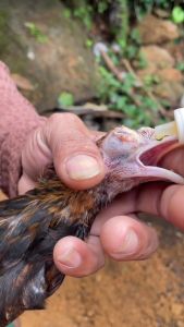 [New] Cure X  Amoxicillin 20% Poultry Oral Drops – Support for Common Bacterial - Related Concerns