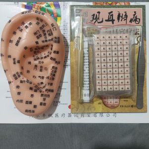 19cm Ear Multi-Acupoint Acupuncture Clear Reflexology Zone Model Acupoint Pressing Engraving Wangbuliuxing Seed Press Bean Patch