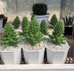 แคคตัสแมมมิลลาเรียคริสมาสต์ (Mammillaria Christmas) "แคคตัสส่งความสุข" กว้าง 7-8 cm อายุ 1-2 ปี