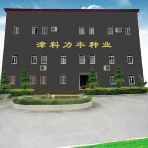 Factory Wholesale Jade Girl Fruit Cucumber SeedsCream Thumb Cucumber QQ Sweet and Crunchy Thorn-Free Four Seasons Seed