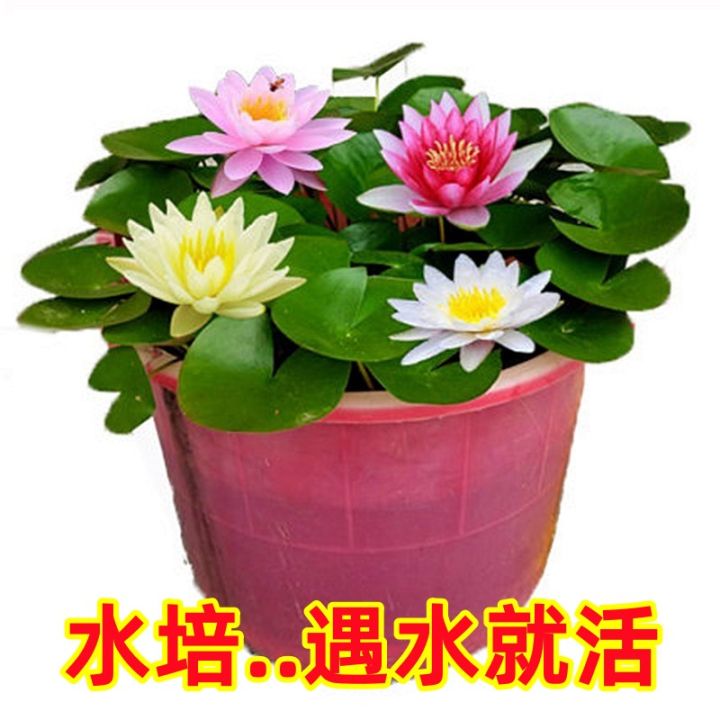 Big water lily root block pond sleeping lotus hydroponics plant four ...