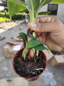 พันธุ์กล้วยหอมคาเวนดิช จัดส่งพร้อมกระถาง มีหน่ออ่อนพร้อมขยาย เป็นกล้วยเศรษฐกิจตัวใหม่ที่กำลังมาแรง พร้อมจัดส่ง (1กล่อง/1กระถาง)