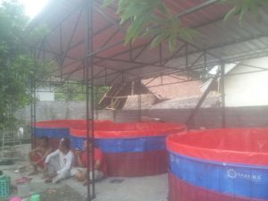 kolam terpal bulat Bahan A12 merk sakura ori. berbagai macam ukuran.