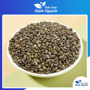 Hạt thầu dầu khô 100g hạt đu đủ tía thầu dầu ve hạt già nhiều dầu - Thảo Dược Hạnh Nguyên