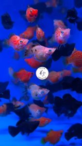 Mix Balloon Molly/ Freshwater/ 杂波子