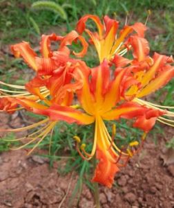 Bộ 5 củ giống hoa bị ngạn mix màu - FlowerSeeds