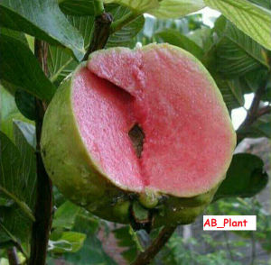 Bibit Jambu Kristal Merah Tanpa Biji Super Okulasi