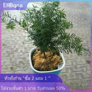 [COD] EHBqna KITCHEN กระถางดอกไม้สวนอัตโนมัติพร้อมการรดน้ำอัตโนมัติด้วยตนเอง