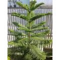 Tanaman Cemara Norfolk atau cemara pentris 50cm. 