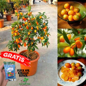 Bibit buah jeruk Nagami ASLI okulasi/cangkok sudah Berbuah bibit tanaman berkualitas unggul