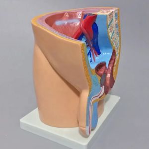 FEMALE PELVIS ANATOMY (MEDIAN SECTION)