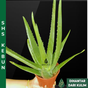 Aloe Vera Big Leaf/Pokok Lidah Buaya Daun Besar/Aloe Vera Live Plant/Pokok Aloe Vera Hidup/Organic Plant SHS Kebun