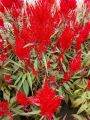 Red Celosia Chinese New Year CNY 60cm Height House Home Indoor Potted Plant. 