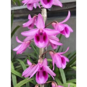 Cây giống Hoa Lan Tím Tây Yên Tử