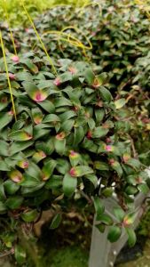 Gewor Two Colour | Tanaman Hidup