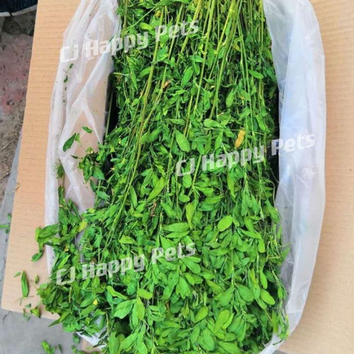 [[ READY STOCK ]] Super Premium Alfalfa Hay Special for Guinea Pig ... - Guinea Pig Alfalfa Hay Benefits For Bone Density