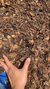 ใบก้ามปูหมักหยาบ ใบก้ามปูหมัก หมักด้วยน้ําหมักจุลินทรีย์ ส่วนผสมสําคัญสําหรับดินปลูกบอนสี แคตตัส ไม้ดอกไม้ประดับ ไนโตรเจนสูง 1 กิโลกรัม