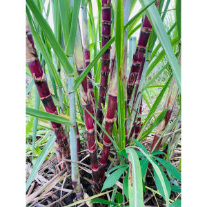 1 khúc mía tím thạnh diệu làm giống giống mía ngon thơm mềm