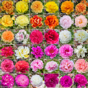 Hoa Mười Giờ Cam Hồng Màu Mới Lạ 0867777377