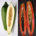 " Gói 120 "Hạt Giống Đu Đủ Lùn Cao Sản Phuket Thái Lan Siêu Ngọt [Seeds]. 