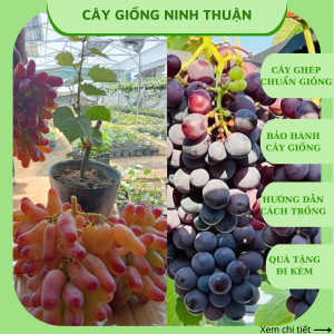 Combo 2 cây nho giống ngón tay đỏ+ nho kẹo thơm ngọt ( tặng kèm phân bón và tài liệu hướng dẫn cách trồng)